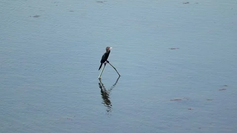 Water bird walking on lake surface with reflection in calm water Video stock 330703160