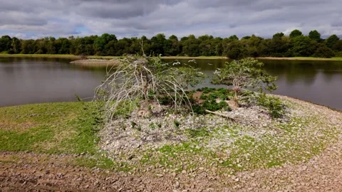 Water birds flying and nesting on an island surrounded by a lake in France Stock Footage 346395241