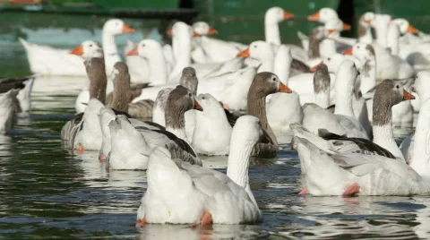 Water Birds 스톡 동영상 661876