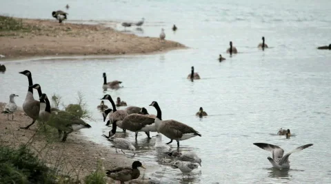 Water birds Видео 847117