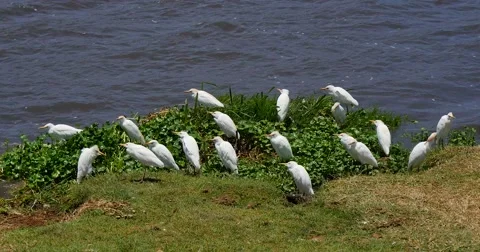 Water Birds Stock Footage 60381775