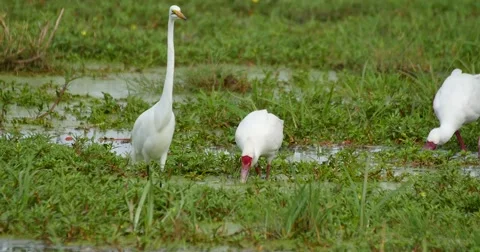 Water Birds Video stock 60382665