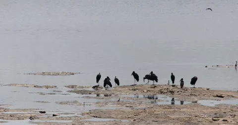 Water birds on a patch of rock in a dried Dam Stock Footage 159352108