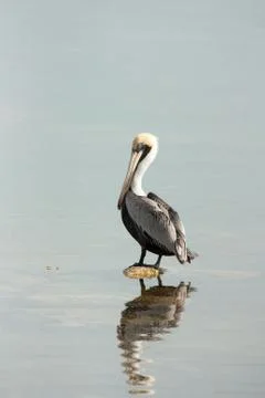 Water birds Stock Photos