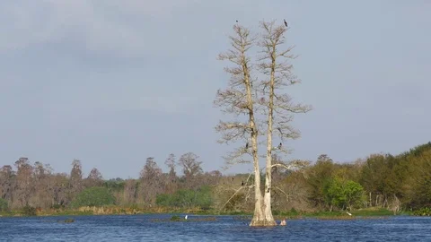 Water Birds Resting on Tree Growing in Middle of Lake, 4K Stock Footage 72558693