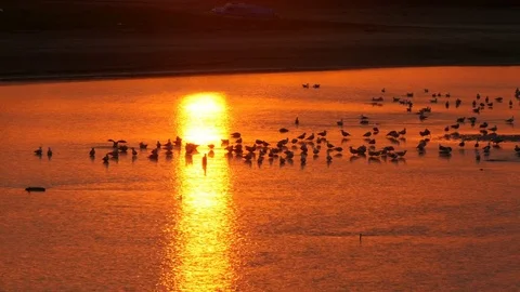 Water birds setling on river at sunset with reflection Stock Footage 75640366