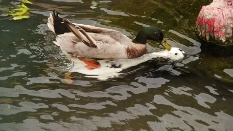 Water BIRRDS mating in the zoo Video stock 149460122