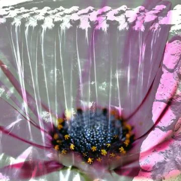 Water bloom Stock Photos