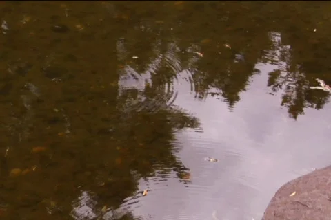 Water bridge Video stock 311587