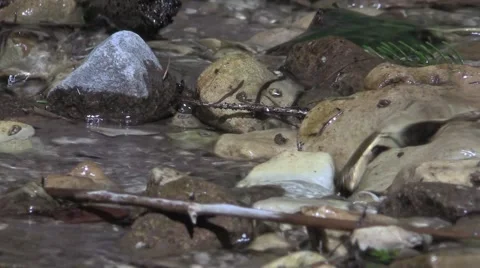 Water browsing through Rill Pebbles in the Forest  Video stock 48858881