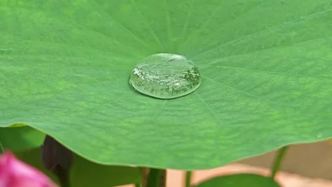 Water bubble drop on lotus leaf. Stock Footage 313598470