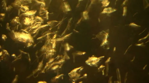 Water bubbles in the brown water Stock Footage 36492008