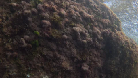 Water bubbles floating and moving rapidly underwater, creating abstract motion Stock Footage 343114975