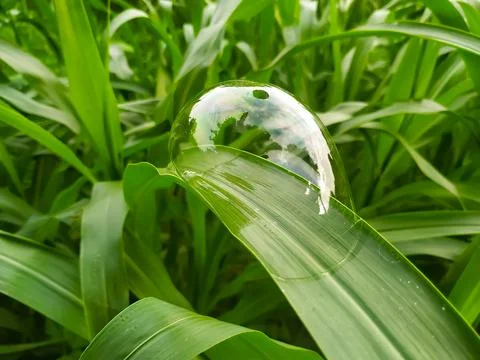 Water bubbles on green leaf Stock Photos