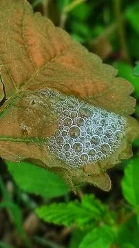 Water bubbles in large Stock Photos