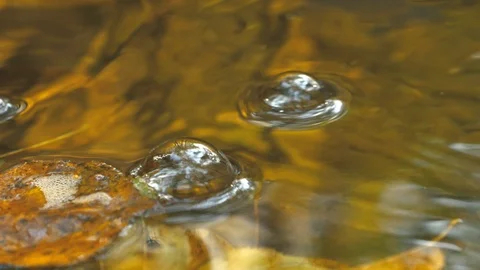 Water bubbles playing in a creek beneath autumn leaves Stock Footage 98441909