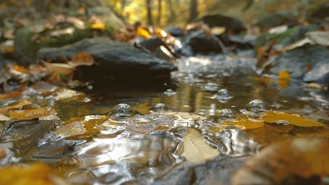 Water bubbles playing in a creek beneath autumn leaves Stock Footage 98442853