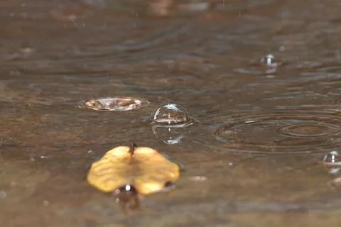 Water bubbles from raindrops Stock Photos