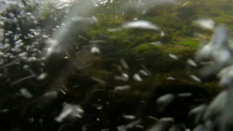 Water bubbles in river bed Stock Footage 143776869