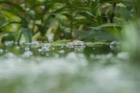 Water bubbles on a small pond Foto stock