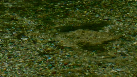 Water bubbles from an Underground source with insects floating on the surface Stock Footage 168212385