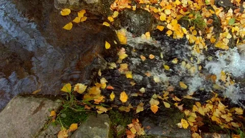 Water Bubbles, White Foam and Reflections through Golden Autumn Leaves and Stone Stock Footage 164599052