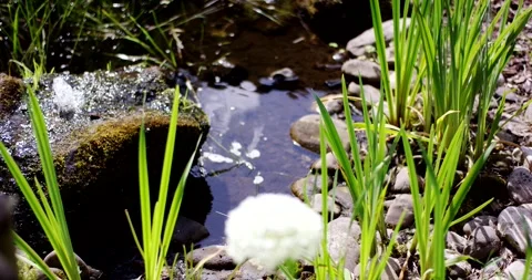 Water bubbling over a mossy spring stone at a small garden pond with green Video stock 339902387