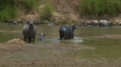 Water bufalo Video stock 51144576