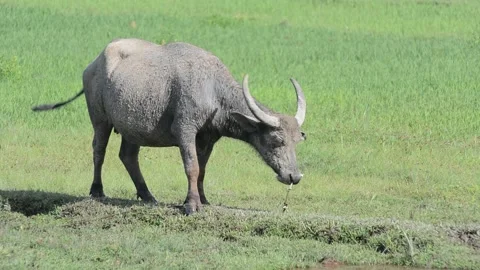Water buffaio Stock Footage 131097009