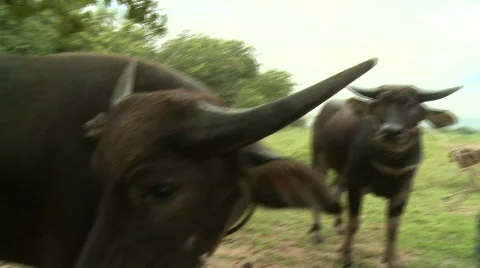 Water buffalo 1 Stock Footage 485159