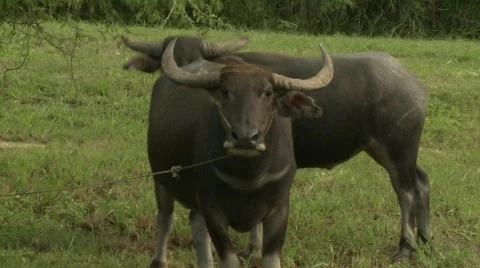 Water buffalo 10 Stock Footage 485093