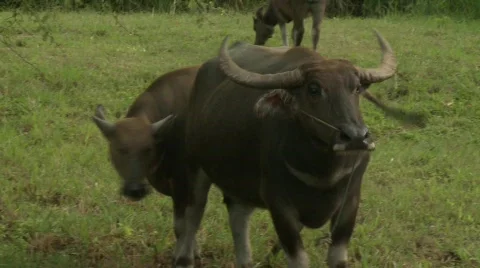 Water buffalo 11 Video stock 485074