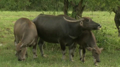 Water buffalo 12 Video stock 485051