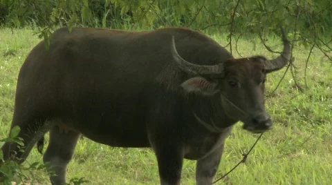 Water buffalo 13 스톡 동영상 485041