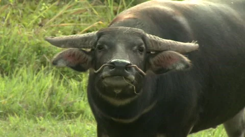 Water buffalo 14 Stock Footage 485032