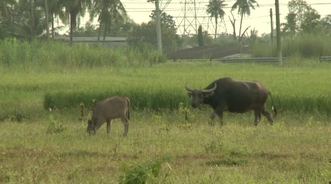 Water buffalo 15 Stock Footage 485020