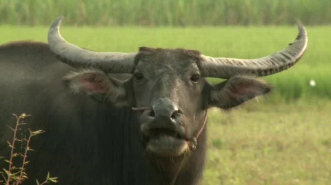 Water buffalo 16 Stock Footage 485011