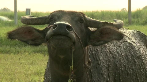 Water buffalo 18 Stock Footage 484998