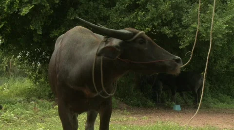 Water buffalo 2 Stock Footage 485156