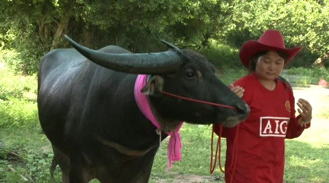 Water buffalo 20 Stock Footage 484960