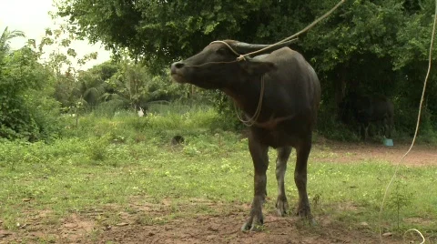 Water buffalo 3 Stock Footage 485150