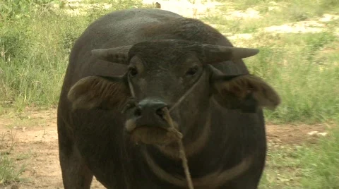 Water buffalo 5 Stock Footage 485141