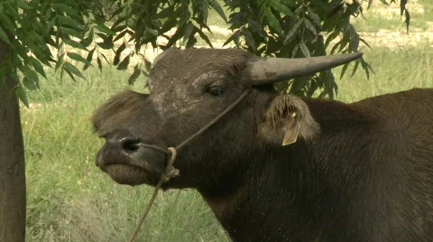 Water buffalo 6 Stock Footage 485135