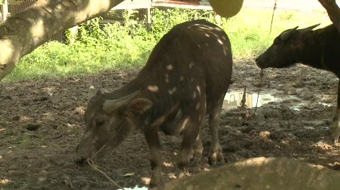 Water buffalo 7 Stock Footage 485128