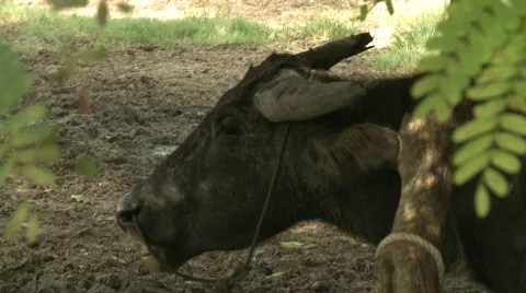 Water buffalo 8 Stock Footage 485122