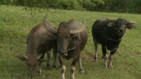 Water buffalo 9 Stock Footage 485105