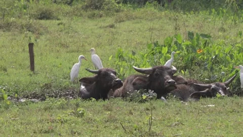 Water buffalo and cattle egrets video. Stock Footage 150753009