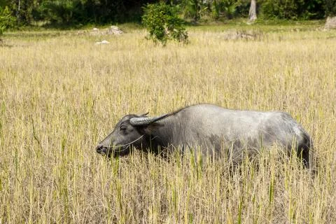 Water buffalo at angkor complex Stock Photos