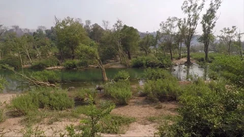 Water Buffalo Bathing in Mekong River in dry season, Don Khon, Si Phan Don, Laos Stock Footage 280335337