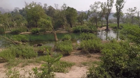 Water Buffalo Bathing in Mekong River in dry season, Don Khon, Si Phan Don, Laos Stock Footage 280340295